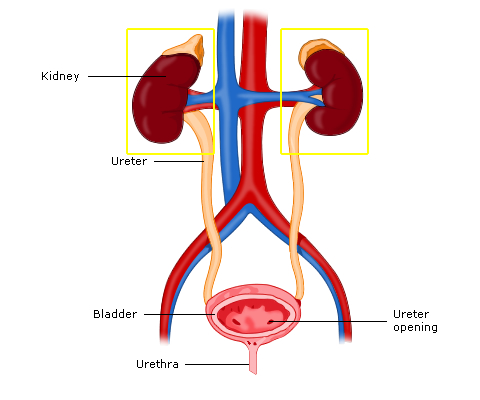 Intrinsic Renal Causes